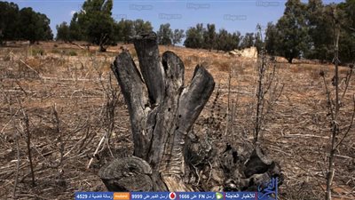 الجفاف يضرب إسرائيل: أشجار ميتة وينابيع جافة 