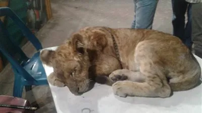 البيئة: ضبط حيوانات مهددة بالإنقراض في الإسكندرية