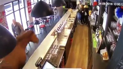 في فرنسا.. حصان يقتحم 