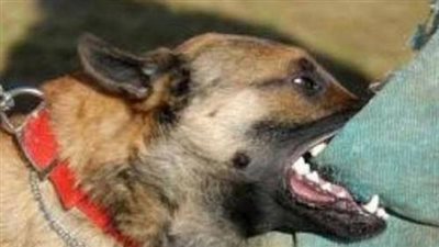 كلب ضال يعقر طالبًا أمام مدرسة ببني عبيد في الدقهلية