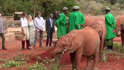 فيل صغير يهاجم 