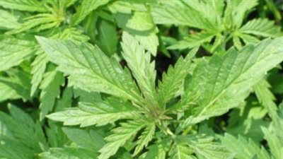 حجز 25 نبتة 'ماريخوانا' داخل حديقة منزل بجندوبة‎