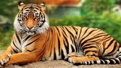 حقائق شيقة عن النمور