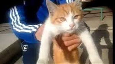 مشهد مؤلم.. شاب يلقي قطة في الهواء بطريقة عنيفة (فيديو)