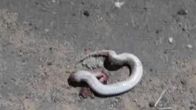 انتشار الثعابين بمدرسة صلاح ياسين يثير رعب أهالي رأس غارب (صور)