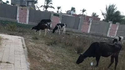 أولياء أمور يشتكون من تواجد 'الأبقار' داخل مدرسة بكفر البطيخ.. ومحافظ دمياط يتدخل (صور)