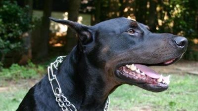 معلومات شيقة عن أخطر أنواع الكلاب بالعالم