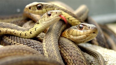 حقائق صادمة حول 