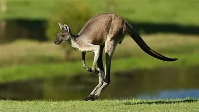 كنغر يهاجم عائلة استرالية بطريقة وحشية