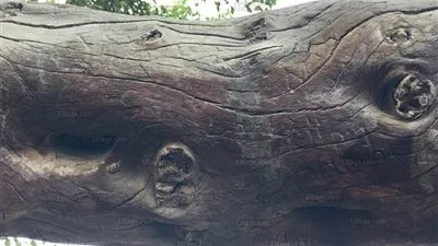 شاهد| أسماء جنود الحملة الفرنسية محفورة على شجرة مريم بالمطرية.. تعرف على السبب (صور)