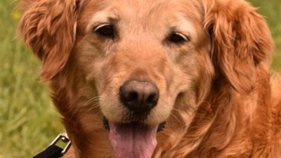 بالفيديو.. معركة طريفة بين كلب ورجل!