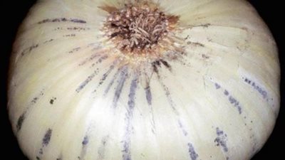 معلومة مهمة بشأن البصل المصاب باللون الأسود وخطورته على صحة الإنسان