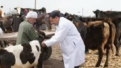 تحصين 23 ألف رأس ماشية ضد الحمى القلاعية بالأقصر