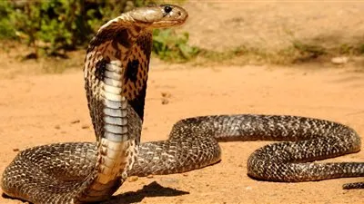 والدة الطالبة التي لدغها ثعبان بمدرسة في إمبابة تروي تفاصيل الواقعة