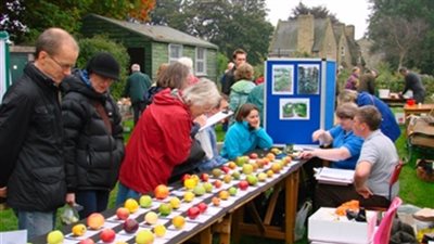حكايات اليوم.. عيد التفاحة في المملكة المتحدة.. ورحيل أنيس منصور