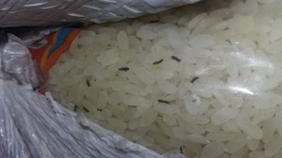 تموين الفيوم تضبط 19 طن أرز تموينى به حشرات حية 