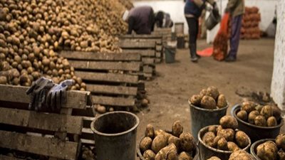 متحدث الزراعة: أسعار البطاطس ستنخفض في هذا الموعد (فيديو) 