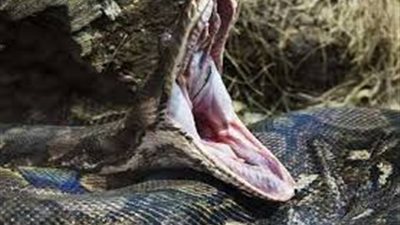 مسن ينقذ حفيده من أفعي طولها 4.2 متر.. كيف؟!