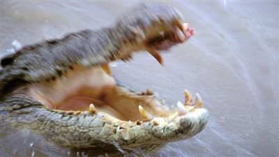 مراهق ينقذ صديقه من فك تمساح مفترس بأعجوبة!