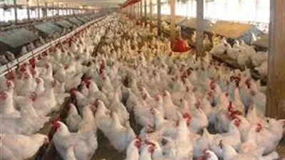 أحدهما زيادة أسعار الدواجن المجمدة..