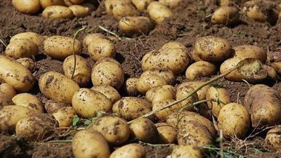 ضبط 700 طن بطاطس لدى محتكري في دمياط 