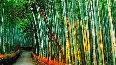  كل ما تود معرفته عن مشروع زراعة جسور المصارف بأشجار البامبو