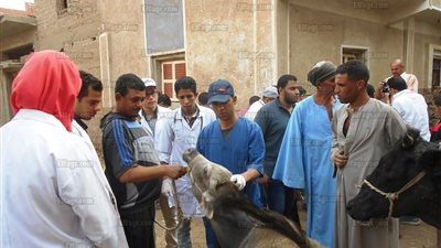 قافلة بيطرية لعلاج الثروة الحيوانية والطيور المنزلية بسوهاج (صور)