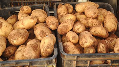 البطاطس تسجل 10 جنيهات اليوم الإثنين في أسواق الإسماعيلية