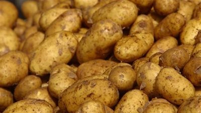 عاجل.. تراجع جديد في أسعار البطاطس بالأسواق اليوم الثلاثاء   
