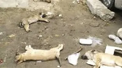 منى خليل: إلقاء سم الكلاب في الشارع يٌشكل خطرًا على الإنسان والحيوان  