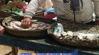 بيطري الشرقية: ضبط وإعدام 500 كيلو جرام أسماك غير صالحة للإستهلاك الآدمي بمدينة العاشر من رمضان