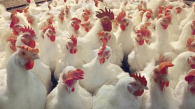 محمد عابد يكشف خطورة الأدوية المغشوشة على الدواجن.. ويؤكد: الصناعات الغذائية في الصدارة العالمية 