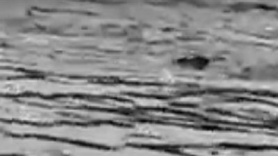 حمار ينقذ كلاباً من الغرق داخل متنزه بالليث (فيديو)