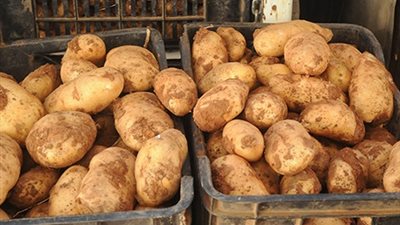 البطاطس تسجل 10 جنيهات اليوم السبت 10-11-2018 في الإسماعيلية