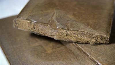 القبض على 7 أشخاص من أجل مسك وإستهلاك وترويج مادة مخدرة في بنزرت‎