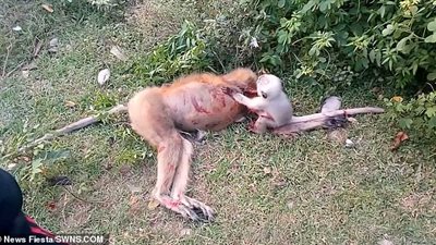 فيديو مؤثر.. قرد صغير يحاول إيقاظ أمه المتوفاة!