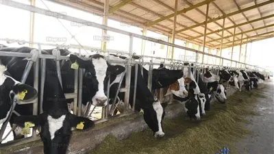 محافظ البحيرة ونائب وزير الزراعة يفتتحان مشروع وفرة للإنتاج الحيواني  (صور)