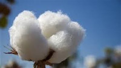 بخلاف الجروح.. 8 استخدامات منزلية لـ