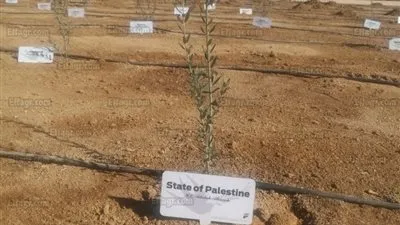 ما تفرقه السياسة يجمعه التنوع البيولوجي.. شجر زيتون لفلسطين وإسرائيل في حديقة السلام بشرم 