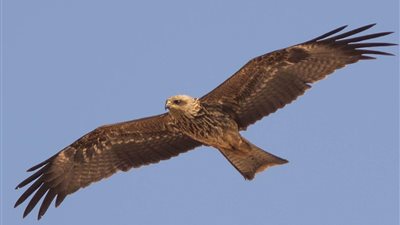 حلقة نقاشية عن إدارة الصيد في مصر خلال مؤتمر الأطراف لاتفاقية التنوع البيولوجي