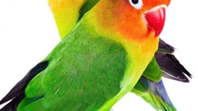 ما حكم تربية طيور الزينة؟