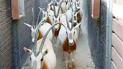 إعادة توطين 