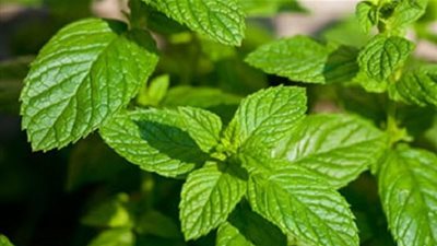 وصفة النعناع الطبيعية للعناية بالبشرة الدهنية.. جربيها