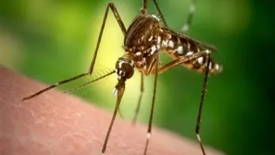 فيروس حمى غرب النيل.. الوضع في تونس ليس خطيرا