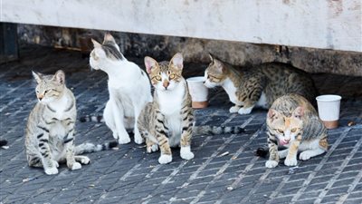 ناشطة بيئية عن قرار تصدير الكلاب والقطط: كارثة ويجب الرجوع عنه 