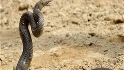 إصابة عامل بلدغ ثعبان في الدقهلية