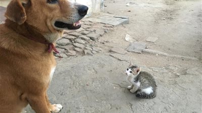 محام: أكثر من 20 مليون كلب ضال في مصر.. وأكل لحومهم ليس حرامًا