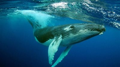 معلومة صادمة حول 