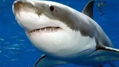 بالمستندات.. 