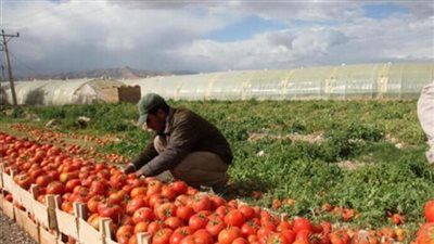 422 مليون دولار الصادرات الزراعية بمحافظة الإسماعيلية